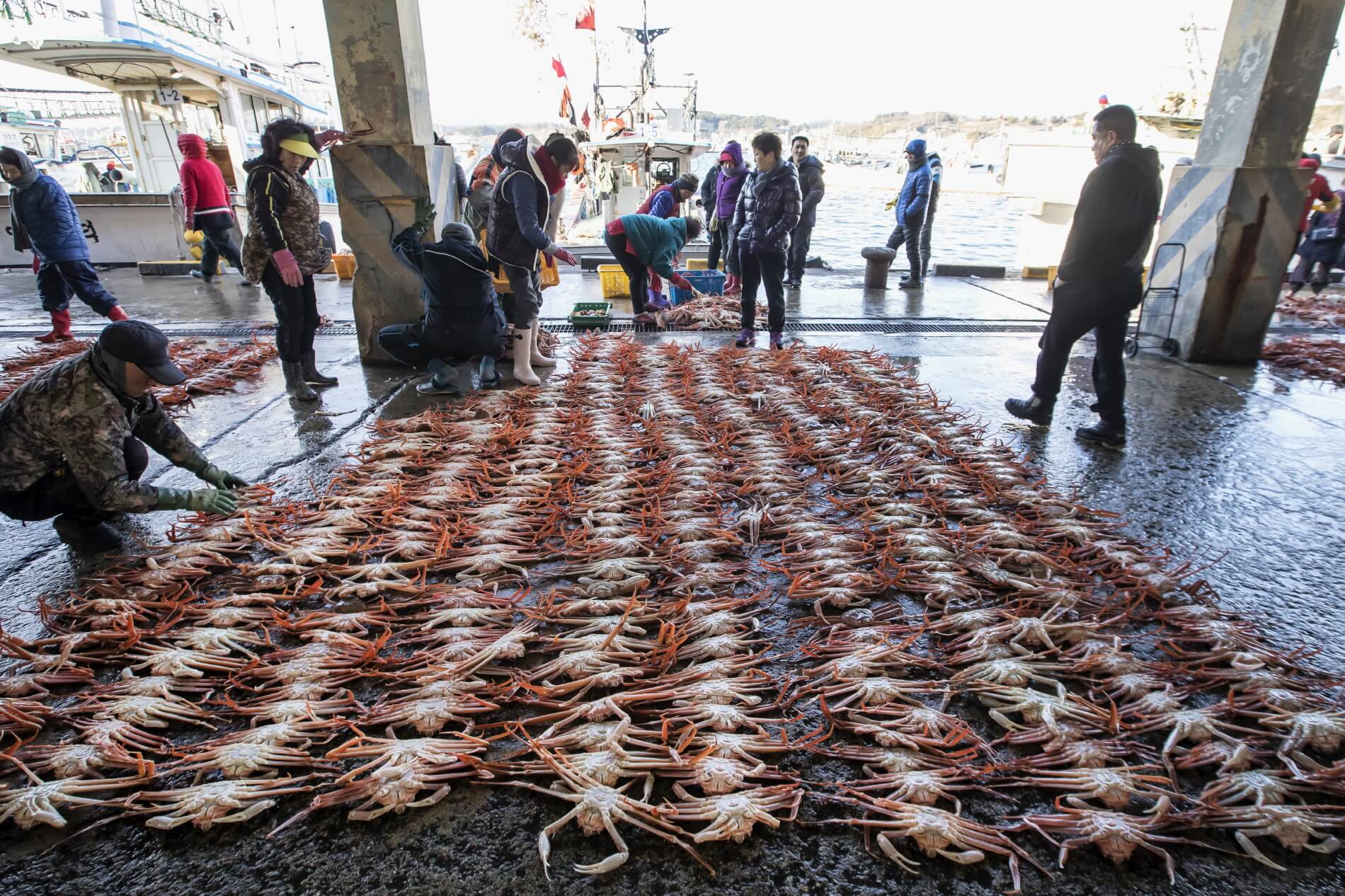 대게 경매 풍경