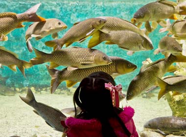 민물고기 생태체험관