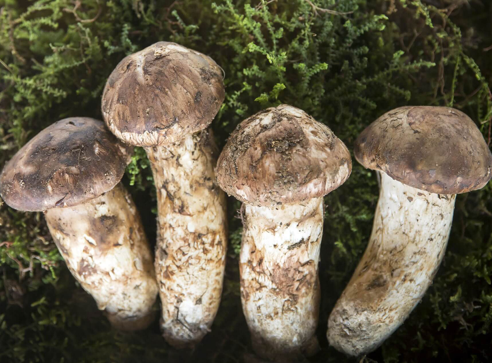 제15회 울진금강송 송이축제