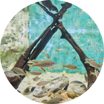 민물고기생태체험관