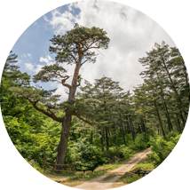 울진금강소나무숲