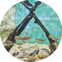 민물고기생태체험관