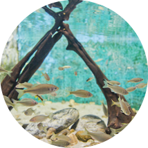 민물고기생태체험관