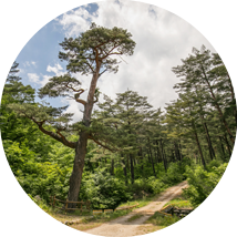 울진금강소나무숲