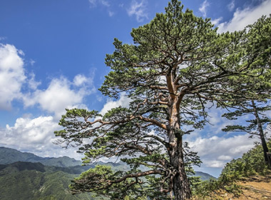 금강소나무숲길 4코스