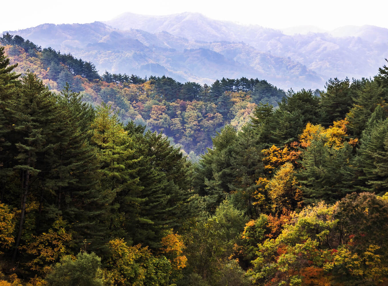 금강소나무숲길 2코스