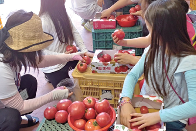 고추/토마토 이미지