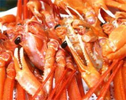 울진붉은대게