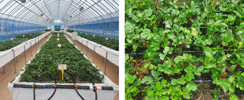 특용작물 지역 실증시험