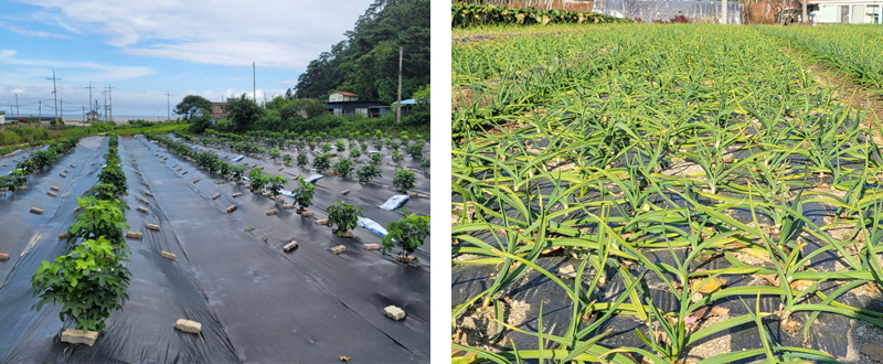 재배포장, 수확(자영), 포장박스, 포장검사(고령지농업연구소), 체종농가