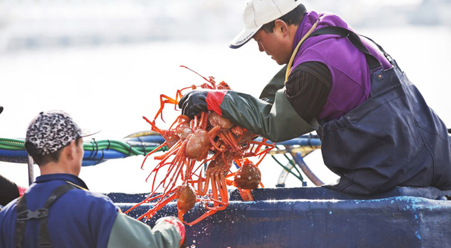대게잡이 사진