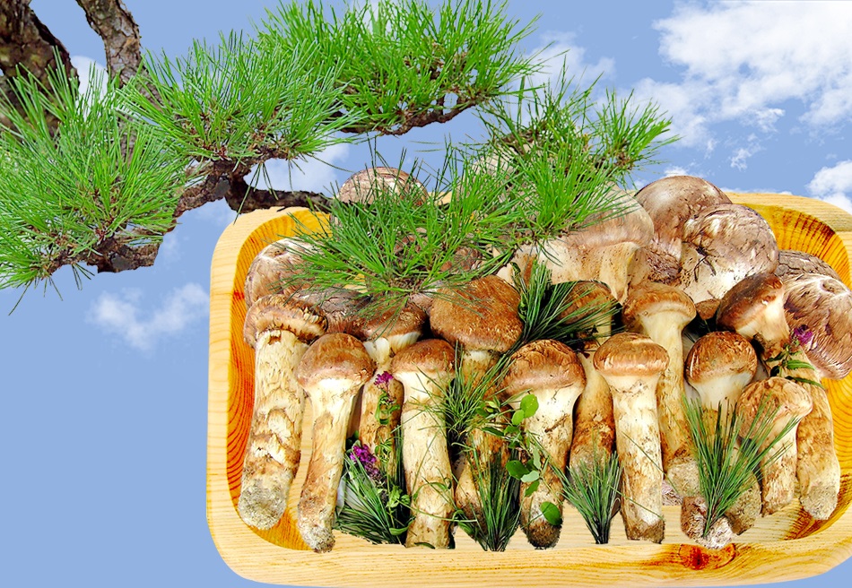 Uljin Geumgang Pine Mushroom