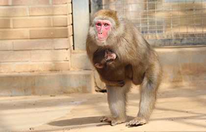 일본원숭이