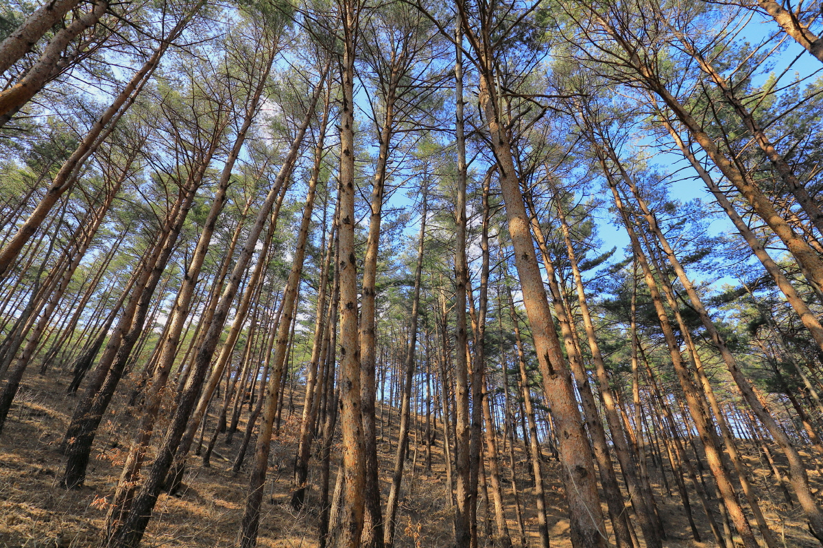 구수곡자연휴양림