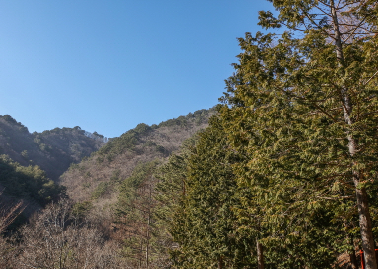 통고산자연휴양림