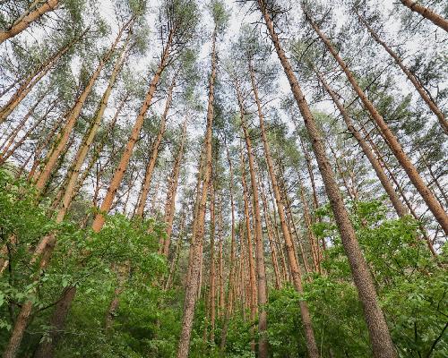 왕피천생태탐방로