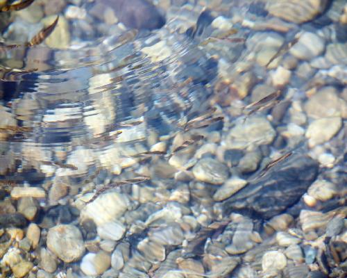 왕피천봇도랑길